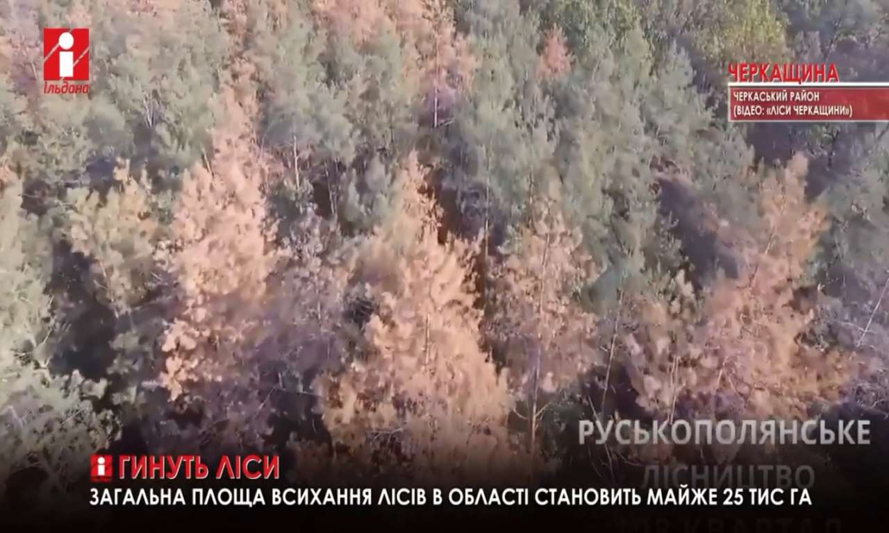 На Черкащині всохли майже 25 тис. га лісів (ВІДЕО)